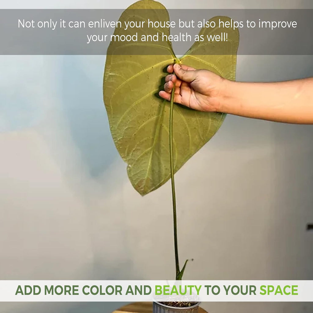 Green Live House Plant Anthurium Regale C64063