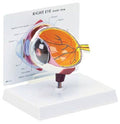 Eye Model L511