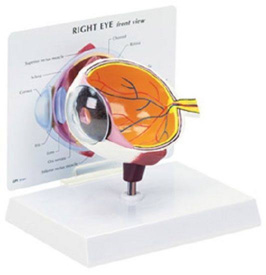 Eye Model L511