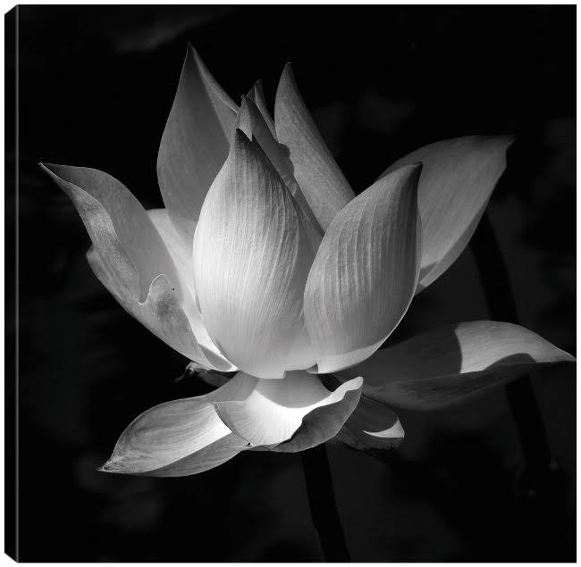 22X22 Fine Art Canvas C302642