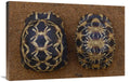 Spider Tortoise and Radiated Tortoise Art Print O65317
