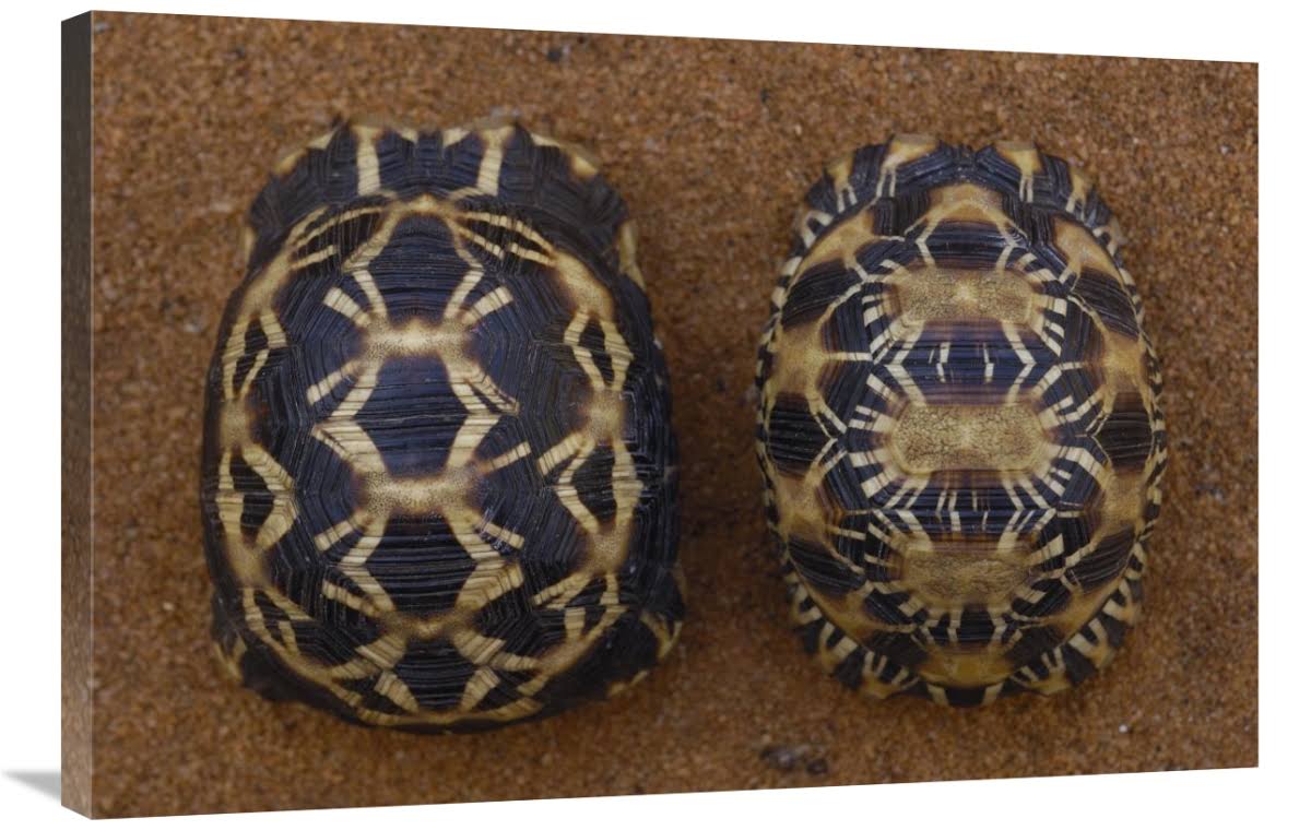 Spider Tortoise and Radiated Tortoise Art Print O65317