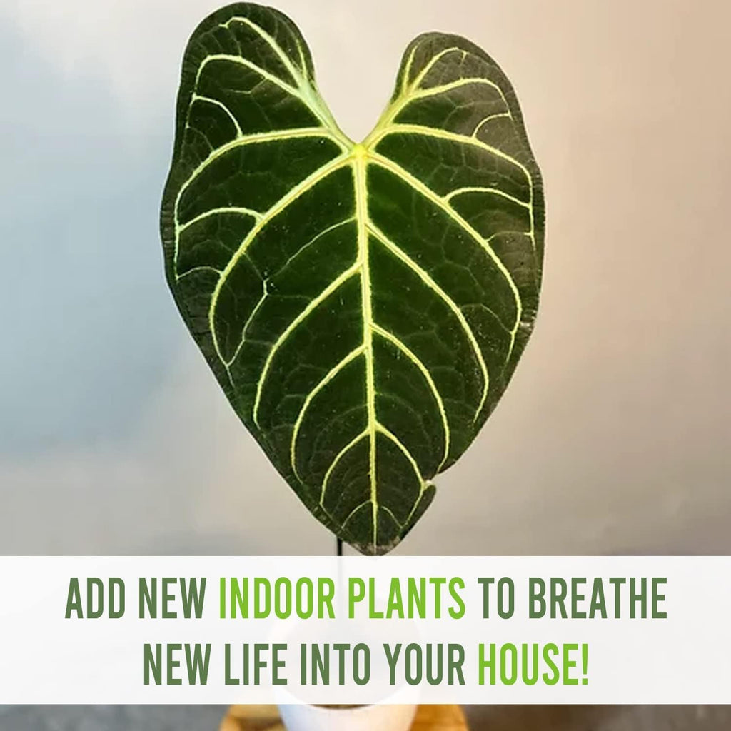 Green Live House Plant Anthurium Regale C64063