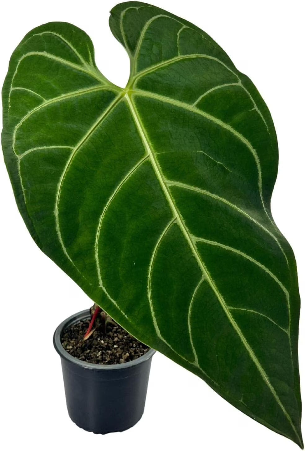 Green Live House Plant Anthurium Regale C64063