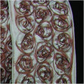 Blue Brown Bunch of Roses Wired Craft Ribbon 10 Yards Z984