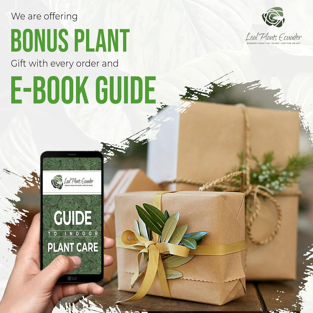 Green Live House Plant Anthurium Regale C64063